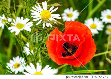 Beautiful red poppy flower among daisies in a green meadow 120154767