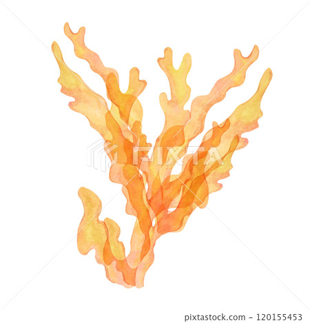 Orange coral, watercolor isolated clipart with dense, upward-reaching branches. Gold coral hand drawn sea life illustration adds an exotic touch to underwater scenes or marine designs, packaging Orange coral, watercolor isolated clipart with dense, upward-reaching branches. Gold coral hand drawn sea life illustration adds an exotic touch to underwater scenes or marine designs, packaging 120155453