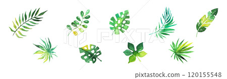 Tropical Green Leaf and Foliage Watercolor Element Vector Set 120155548