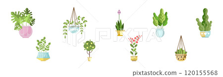 Decorative Houseplant and Plant Growing in Pot Vector Set 120155568