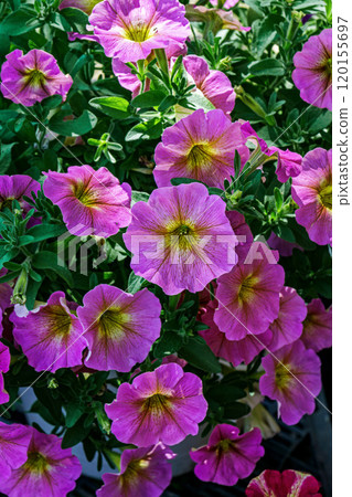 Collection of purple flowers, possibly petunias or calibrachoa, with vibrant yellow centers encircled by elegant ruffled petal 120155697