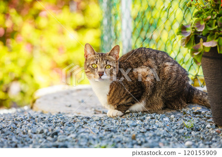 cat enjoying himself outdoor cat enjoying himself outdoor 120155909