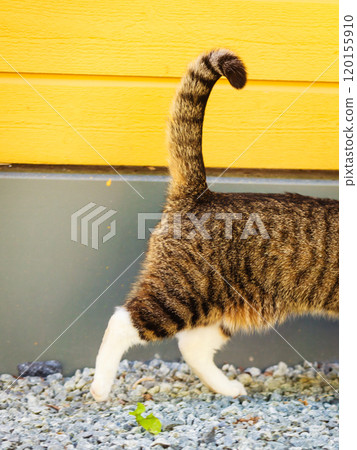 cat enjoying himself outdoor 120155910