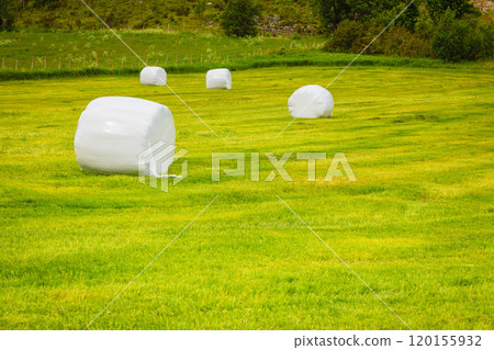 Bale of hay wrapped in plastic foil, Norway Bale of hay wrapped in plastic foil, Norway 120155932