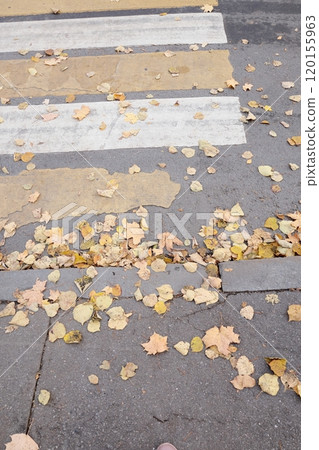 outdated road markings and broken asphalt. pedestrian crossing top view. autumn leaves 120155963