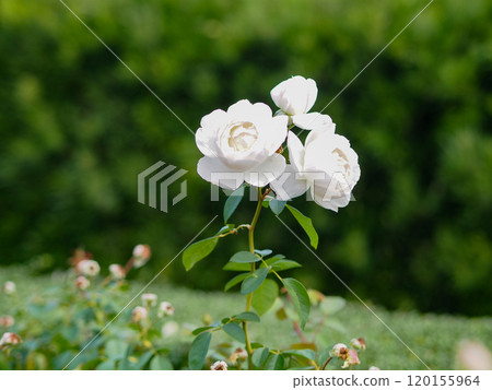 English Rose Garden 120155964