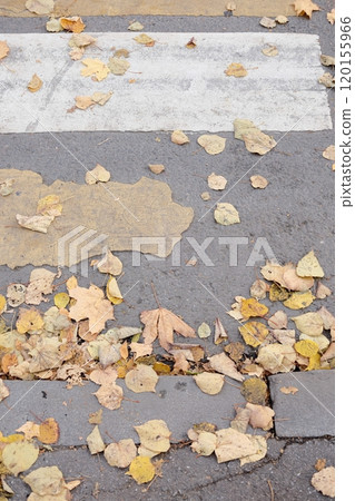 outdated road markings and broken asphalt. pedestrian crossing top view. autumn leaves 120155966