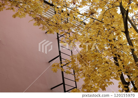 vertical antique fire escape made of black metal, attached to wall of old brick pink house. 120155970