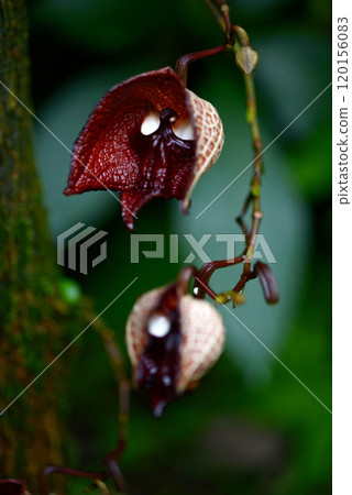 Aristrokia · Salva Drensis Aristrokia · Salva Drensis 120156083