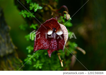 Aristrokia · Salva Drensis 120156084