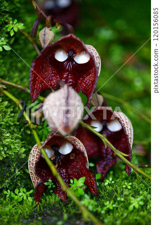 Aristrokia·Salva Drensis 120156085