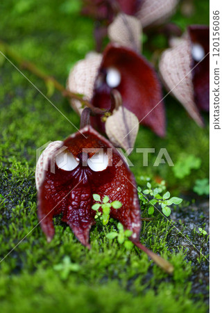 Aristrokia·Salva Drensis 120156086