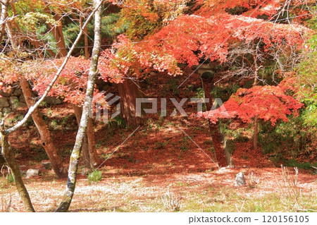 奈良櫻花和紅葉名勝－談山神社 120156105