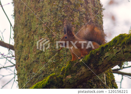 A Squirrel Engaging in the Activity of Climbing a Tree within its Natural Habitat 120156221