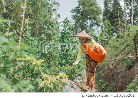 A Traditional Farmer is Cultivating Crops within a Beautiful Lush Green Landscape 120156261