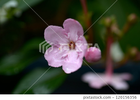 Luculia Coco Luculia Coco 120156356