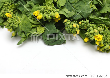 rape blossoms on white background rape blossoms on white background 120156384