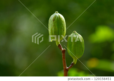 Seed of Uba Lily Seed of Uba Lily 120156451