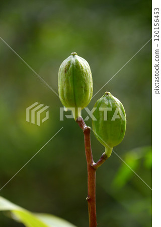 Seed of Uba Lily Seed of Uba Lily 120156453