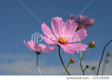 粉紅色的宇宙 120156489