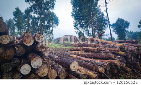 Firewood stacked in a row on the background of the forest. Concept of logging, economic crisis Firewood stacked in a row on the background of the forest. Concept of logging, economic crisis 120156528