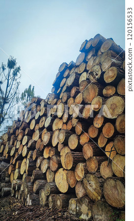 Firewood stacked in a row on the background of the forest. Concept of logging, economic crisis 120156533