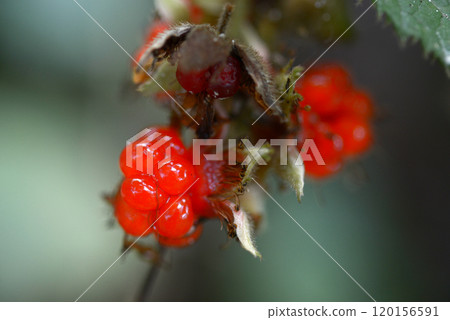 Fuyuichigo Fuyuichigo 120156591