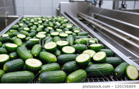 Fresh cucumbers are moving along a conveyor belt in a food processing facility 120156804