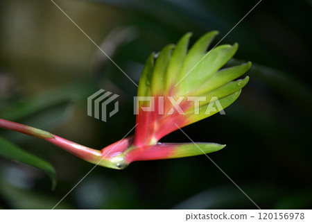 Inko Ananas Inko Ananas 120156978