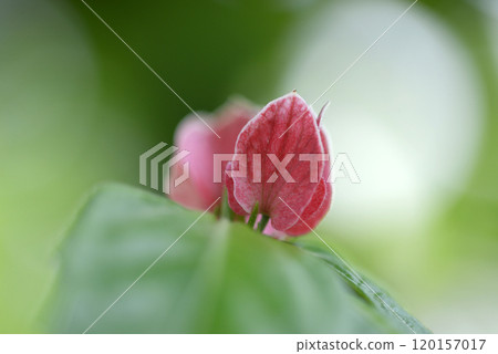 嚴花針葉樹 嚴花針葉樹 120157017
