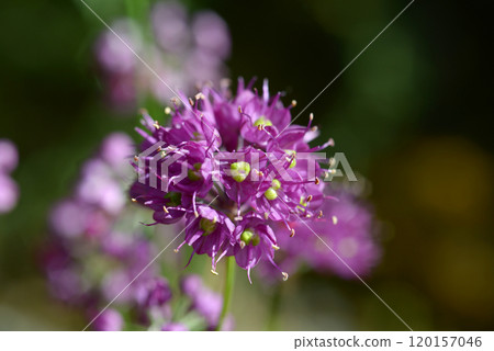 Latest mountain scallion 120157046