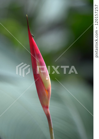 Heliconia Heliconia 120157257