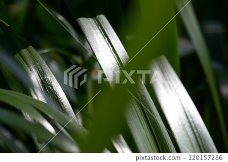 Iris japonica leaf pattern Iris japonica leaf pattern 120157286