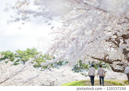 Cherry blossoms at Goryokaku Park Cherry blossoms at Goryokaku Park 120157298