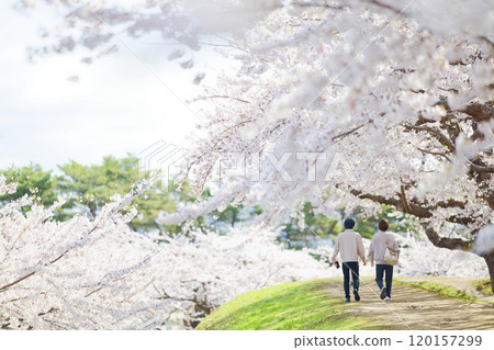 五棱郭公園的櫻花 五棱郭公園的櫻花 120157299
