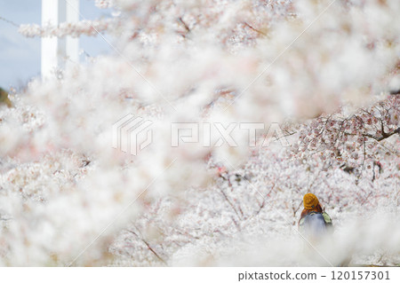 Cherry blossoms at Goryokaku Park Cherry blossoms at Goryokaku Park 120157301