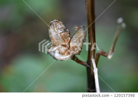 Seed of Uba Lily Seed of Uba Lily 120157398