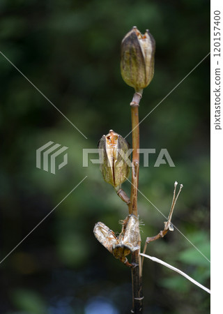 Seed of Uba Lily Seed of Uba Lily 120157400