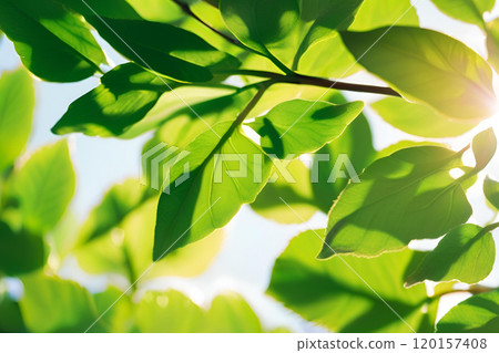 looking up at fresh green leaves looking up at fresh green leaves 120157408