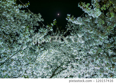 Moonlight and cherry blossoms at night [Matsushiro Castle ruins] 120157416
