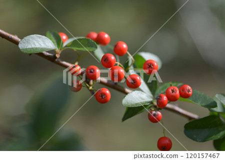 Kazandemari 120157467