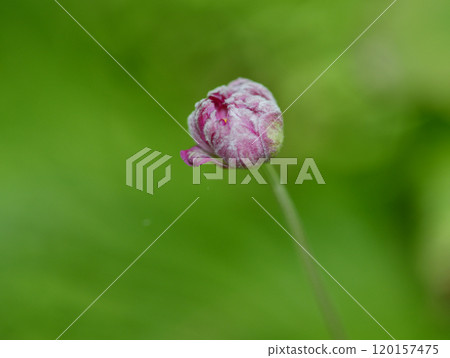 Shumayigiku的芽 Shumayigiku的芽 120157475