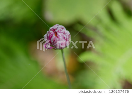 Shumayigiku的芽 Shumayigiku的芽 120157476