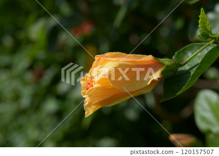 Buds of hibiscus Buds of hibiscus 120157507