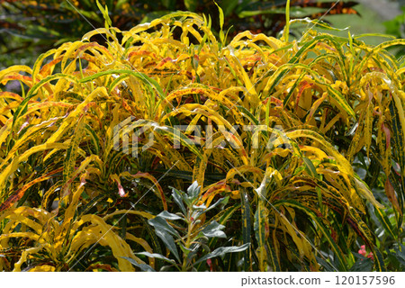 Leaf pattern Natural modeling Leaf pattern Natural modeling 120157596
