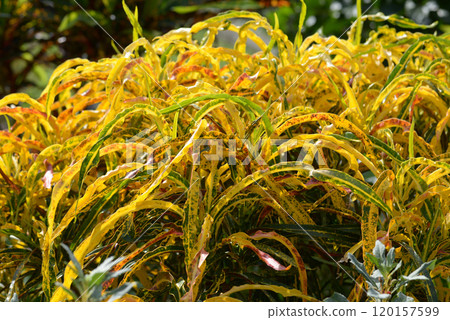 Leaf pattern Natural modeling Leaf pattern Natural modeling 120157599
