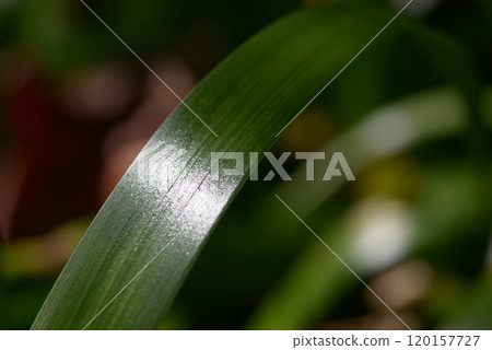 沙加葉圖案 120157727