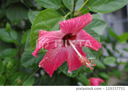 紅芙蓉花 120157731