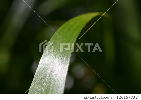 沙加葉圖案 120157738