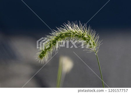 Setaria viridis Setaria viridis 120157757